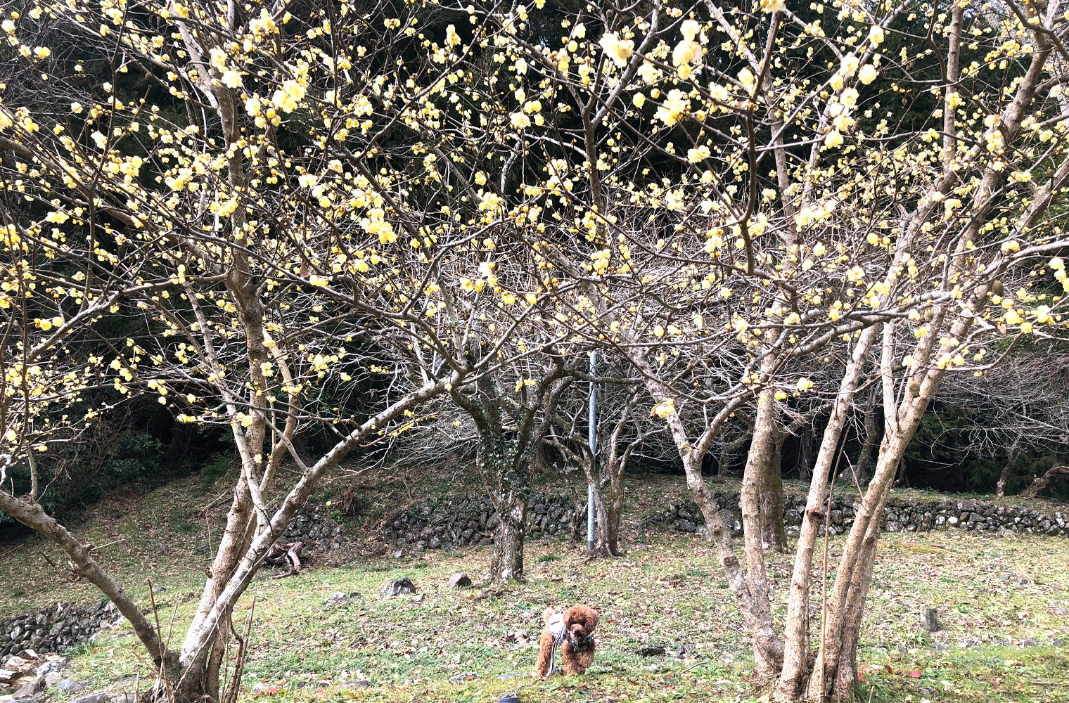 静岡市清水森林公園 やすらぎの森の竹林と蝋梅の中お散歩（静岡市清水区）