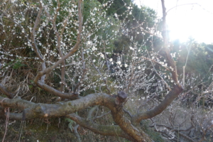 梅が咲いていました