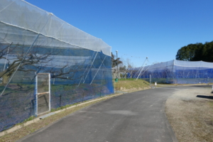 果樹がいっぱい