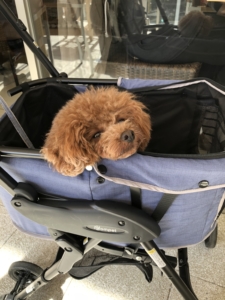 ふうたはうとうと