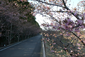 まだあまり咲いてませんでした