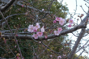 満開だったらきれいなのに