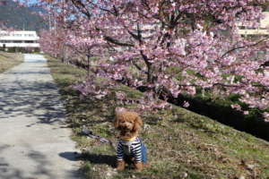 背丈が低めなので、わんことも相性バッチリ