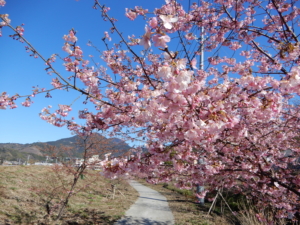 だいぶ大きくなりました