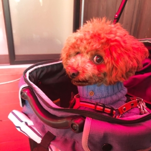 ふうたもおとなしくしてました