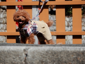 わんこのための神社だって