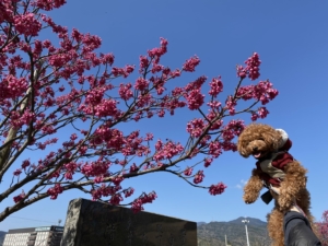 濃いピンクの桜が咲いていました