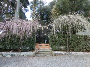 見事な紅白梅が咲いてました