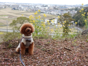 菜の花も咲いてます