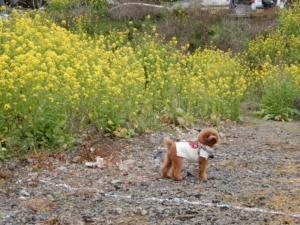 菜の花も咲いてます