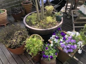 お花がいっぱい