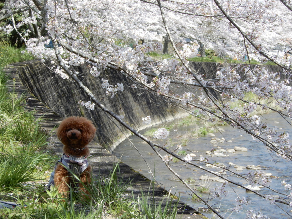 桜とふうた