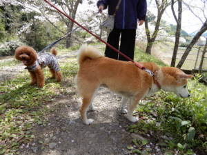 わんちゃんもたくさんいました
