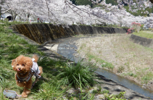 水見色川の桜並木をお散歩して、佐藤園の抹茶ソフトクリーム食べたよ（静岡市葵区大原）