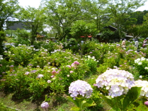 園内きれいなあじさい
