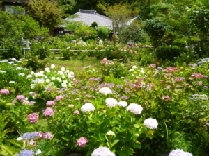 園内きれいなあじさい