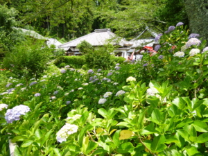 園内きれいなあじさい