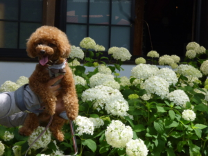 アナベルとぱちり