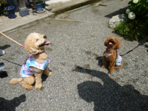 わんちゃんいましたー