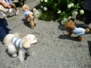 わんちゃんいましたー