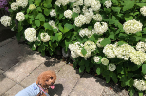 あじさい寺できれいなあじさいを見てきたよ（極楽寺）森町