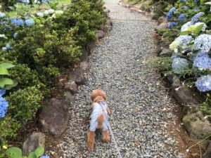 がんばって歩きます