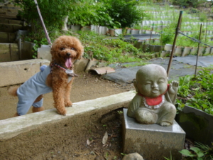 道の途中にお地蔵さんがたくさんいるよ