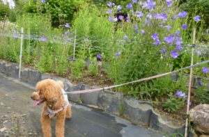 ききょう寺でお散歩（香勝寺）森町
