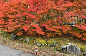 梅ヶ島に紅葉を見に行ってきたよ-静岡市葵区梅ケ島
