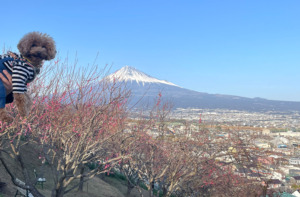 富士の宗清寺の梅（富士川梅園）を見てきたよ（富士市）