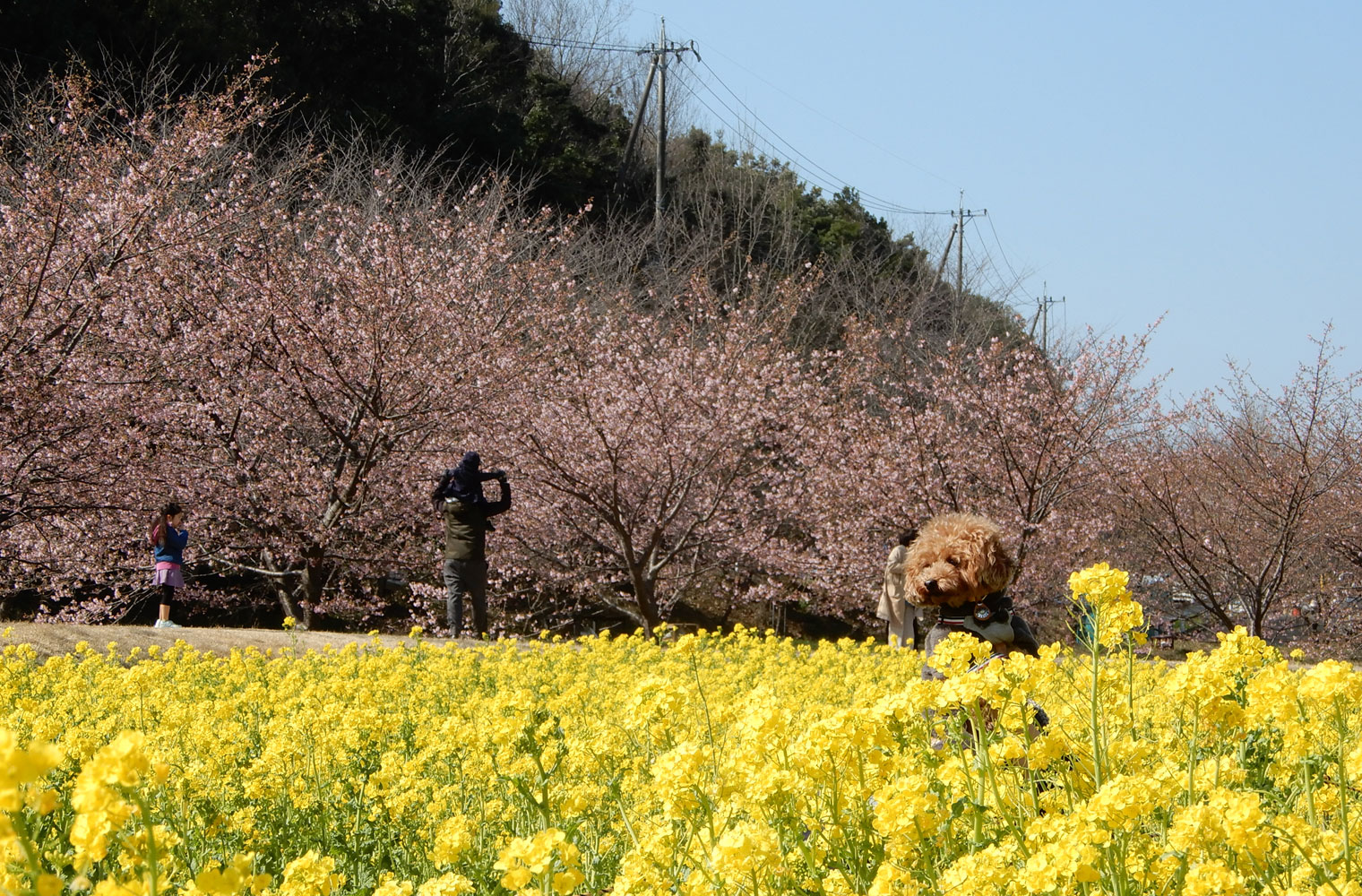 の 桜 河津 山 東大 東大山の河津桜2022年！浜松のお花見スポット桜祭り開催します
