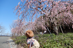 小笠山総合運動公園エコパに梅を見てお散歩してきたよ（袋井市愛野）
