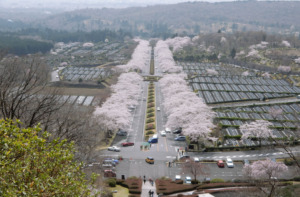 富士霊園に桜を見に行ってきたよ（小山町）